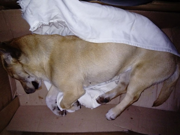 Отровани пси у Апатину, отров на анализи